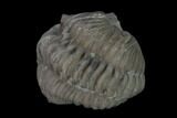 Long, Partially Enrolled Flexicalymene Trilobite - Mt Orab, Ohio #137488-1